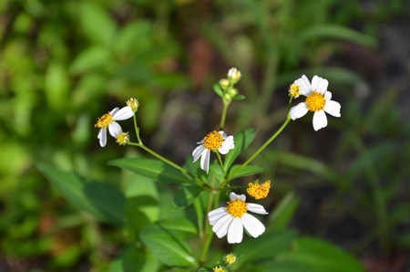 Beggar's tick, aka Spanish needle