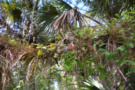 Tillandsia and resurrection fern