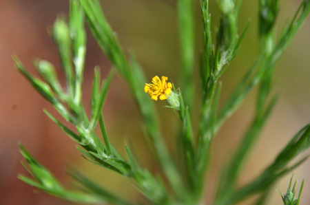 Silk grass with wilted blossom