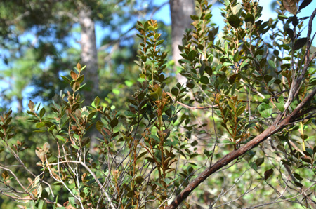 Coastalplain staggerbush