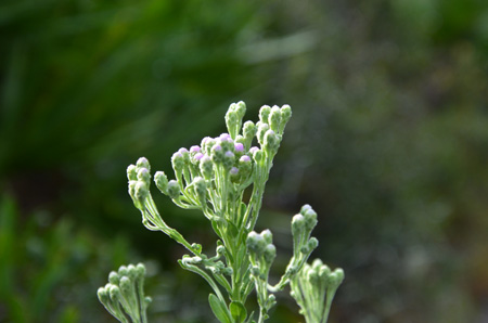 Sweetscent, aka marsh fleabane