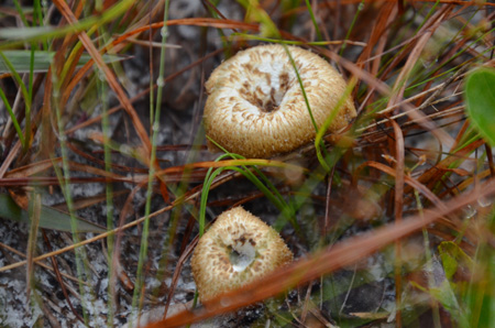 Mushrooms