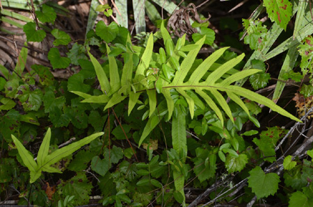 Golden polypody fern