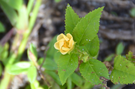 Common wireweed