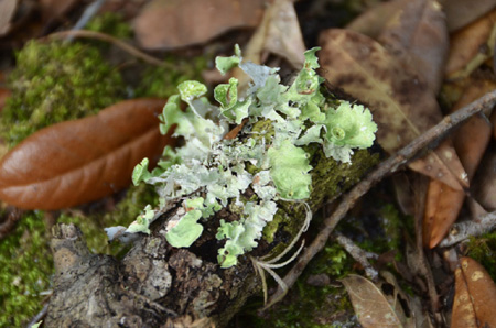 Lichen