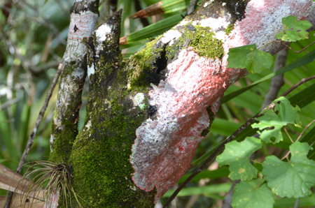 Lichens, moss and muscadine grape