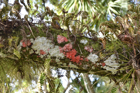 Lichens with desicated resurrection ferns