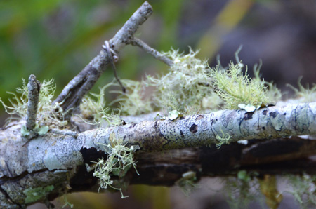 Lichens