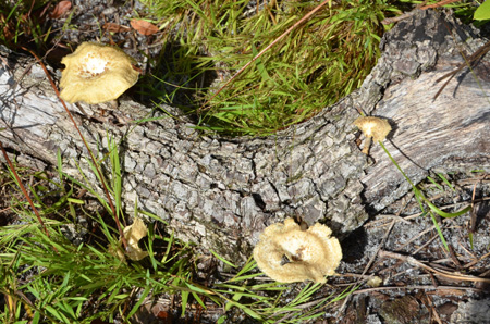 log with mushrooms