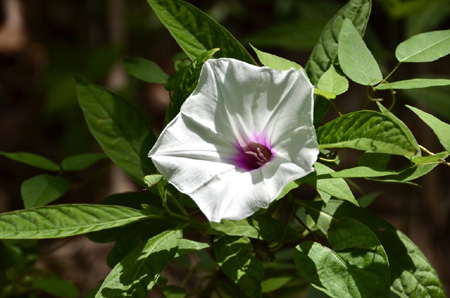 Man-of-the-Earth morning glory on velvet or dull-leaf wild coffee