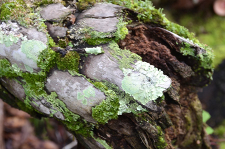 Moss and lichens