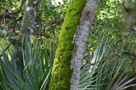 Moss on sabal palm