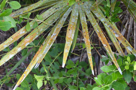 Colorful palmetto frond