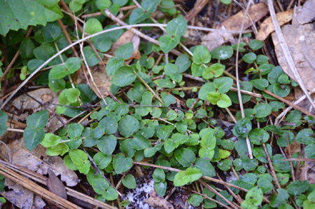 Partridge berry