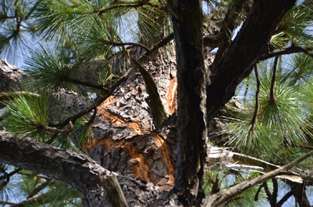 Pine with recent lightning strike damage