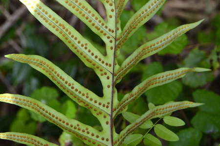 Golden polypody spores