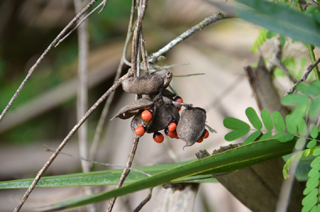 Rosary pea - pods and seeds