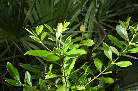 Shiny lyonia or fetterbush