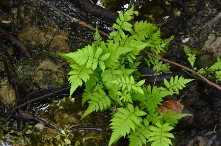 Southern shield fern