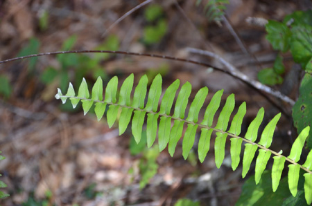 Sword fern