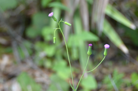 Lilac tasselflower, non-native