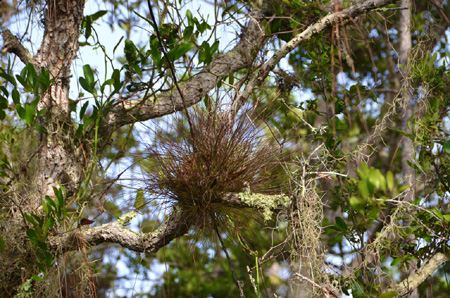 Tillandsia