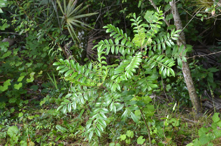 Winged sumac