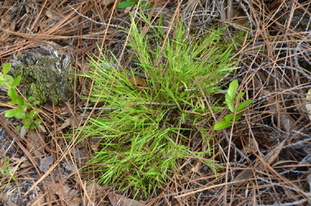 Cypress witchgrass